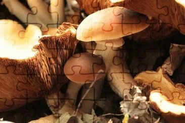 MARSU jigsaw puzzle
