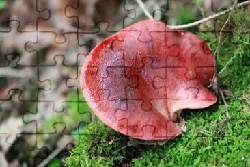 MARSU jigsaw puzzle