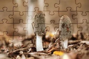 MARSU jigsaw puzzle