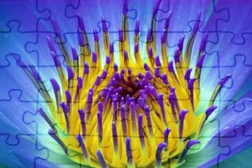 פאזל של Beautiful Water Lily