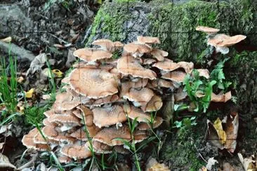 MARSU jigsaw puzzle