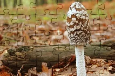 MARSU jigsaw puzzle