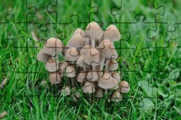 MARSU jigsaw puzzle