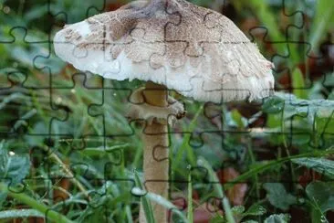 MARSU jigsaw puzzle