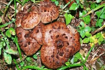 MARSU jigsaw puzzle