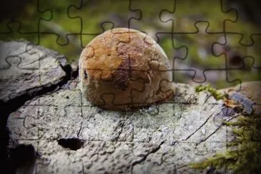 MARSU jigsaw puzzle