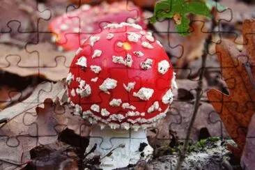 MARSU jigsaw puzzle