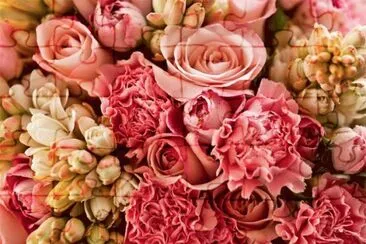 rosas rosa jigsaw puzzle