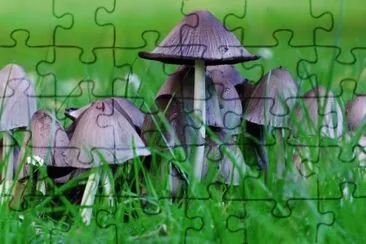 MARSU jigsaw puzzle