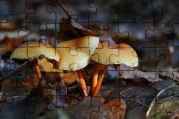 MARSU jigsaw puzzle