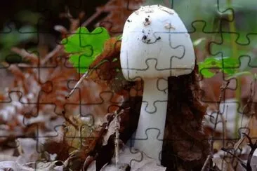 MARSU jigsaw puzzle