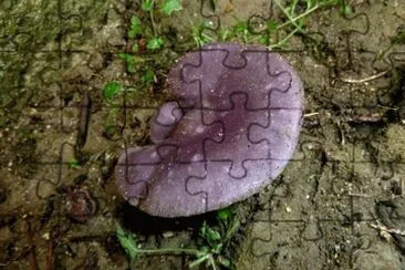 MARSU jigsaw puzzle