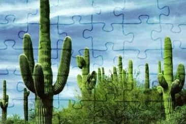 MARSU jigsaw puzzle