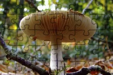 MARSU jigsaw puzzle