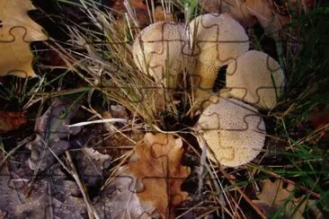 MARSU jigsaw puzzle