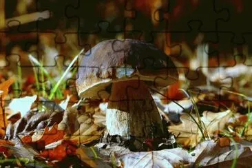 MARSU jigsaw puzzle