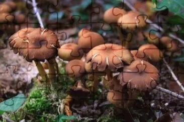 MARSU jigsaw puzzle