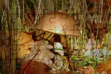 MARSU jigsaw puzzle