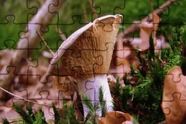 MARSU jigsaw puzzle