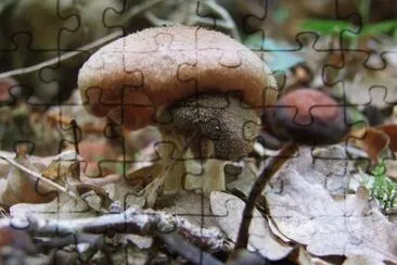 MARSU jigsaw puzzle