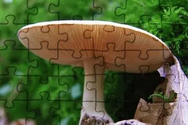MARSU jigsaw puzzle