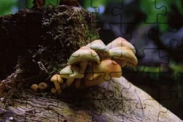 MARSU jigsaw puzzle