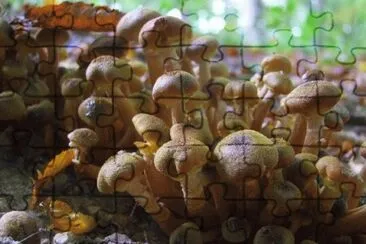 MARSU jigsaw puzzle