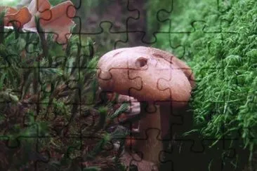 MARSU jigsaw puzzle