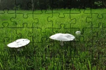 MARSU jigsaw puzzle