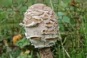 MARSU jigsaw puzzle