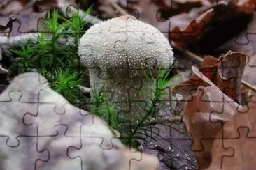 MARSU jigsaw puzzle