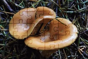 MARSU jigsaw puzzle