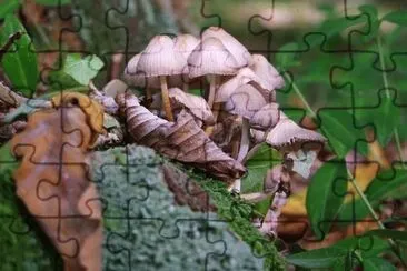 MARSU jigsaw puzzle