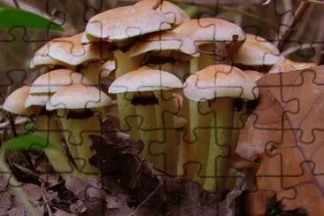 MARSU jigsaw puzzle