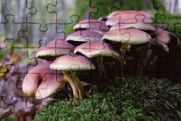 MARSU jigsaw puzzle