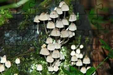 MARSU jigsaw puzzle