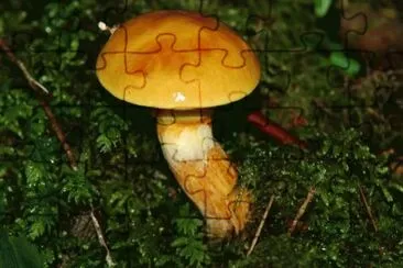MARSU jigsaw puzzle