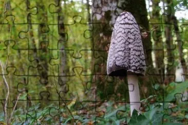 MARSU jigsaw puzzle