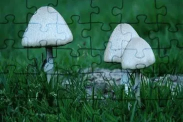 MARSU jigsaw puzzle