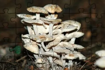 MARSU jigsaw puzzle