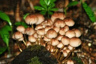MARSU jigsaw puzzle