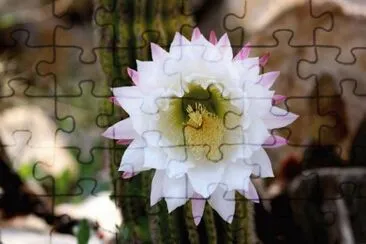 MARSU jigsaw puzzle