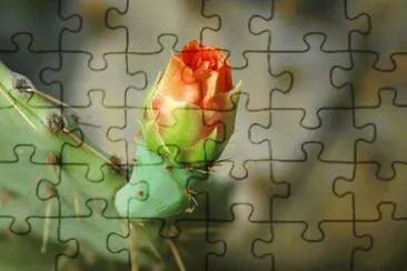 MARSU jigsaw puzzle