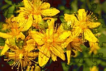 MARSU jigsaw puzzle