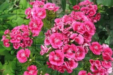 MARSU jigsaw puzzle