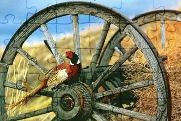 פאזל של Pheasant