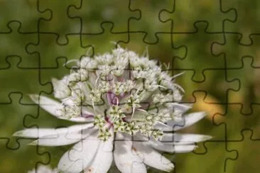 MARSU jigsaw puzzle