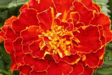 MARSU jigsaw puzzle