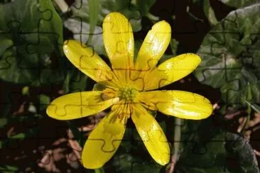 MARSU