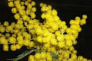 Mimosa jigsaw puzzle